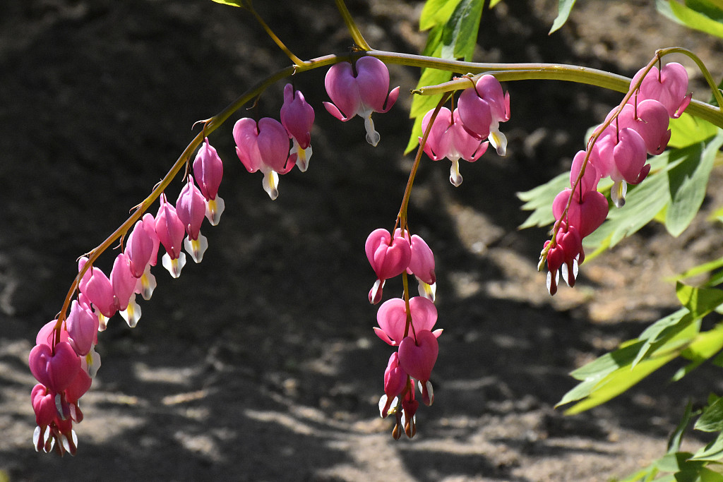 北京独特品种荷包牡丹绽放一串串粉色心形花朵错落有致挂枝头