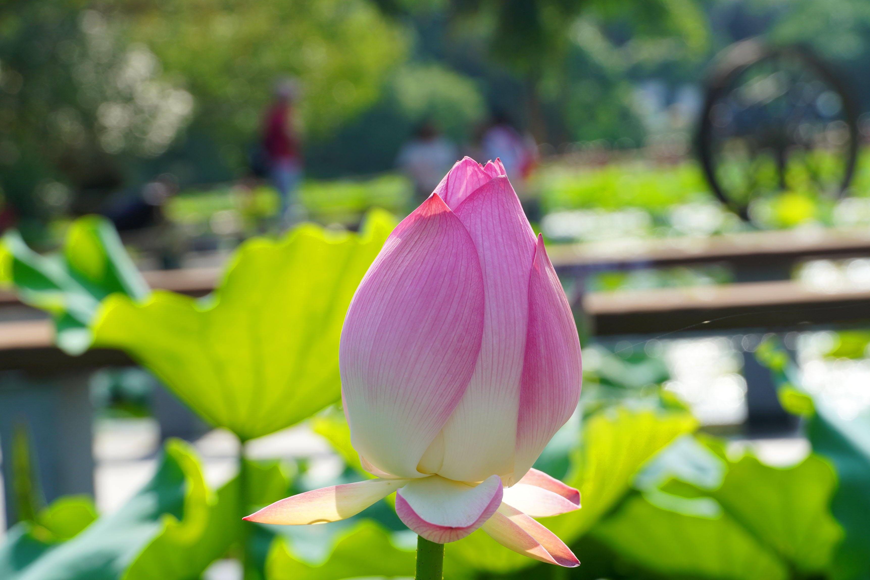 广西南宁青秀山荷花进入盛花期200多个品种荷花争奇斗艳