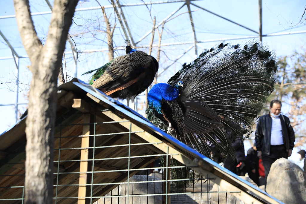 西安:探访世博园萌宠馆 动物萌态十足