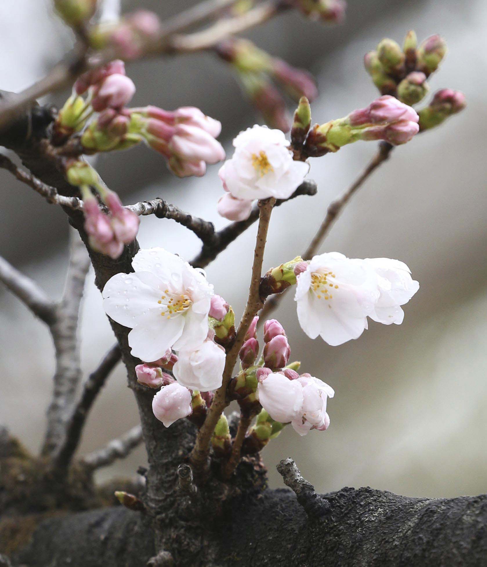 春天的气息!日本福冈县樱花盛开
