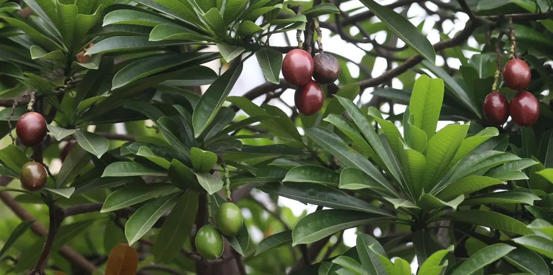 江滨南路的"海芒果"