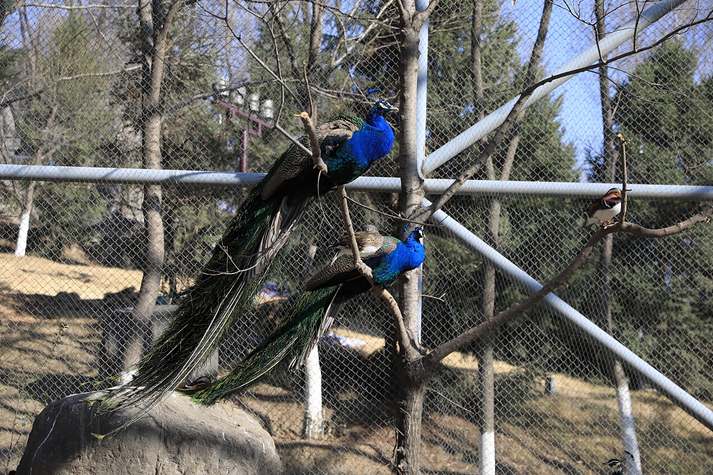西安:探访世博园萌宠馆 动物萌态十足