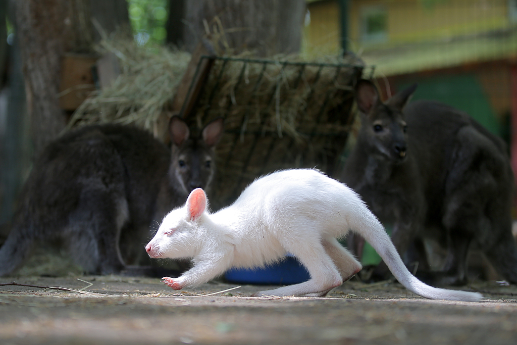 当地时间2021年5月20日,俄罗斯鞑靼斯坦共和国首府喀山市,当地动物园