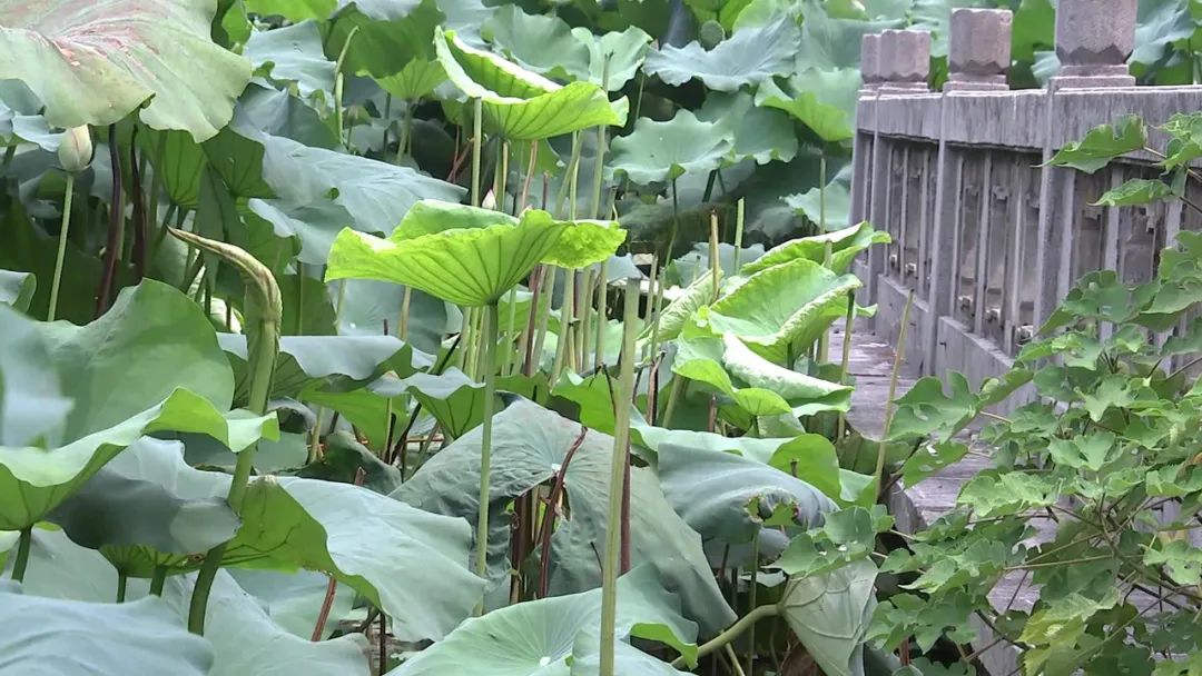 刚谢  莲蓬就被人扯断了  在栈道两侧  本应该是大片荷叶簇拥着荷花