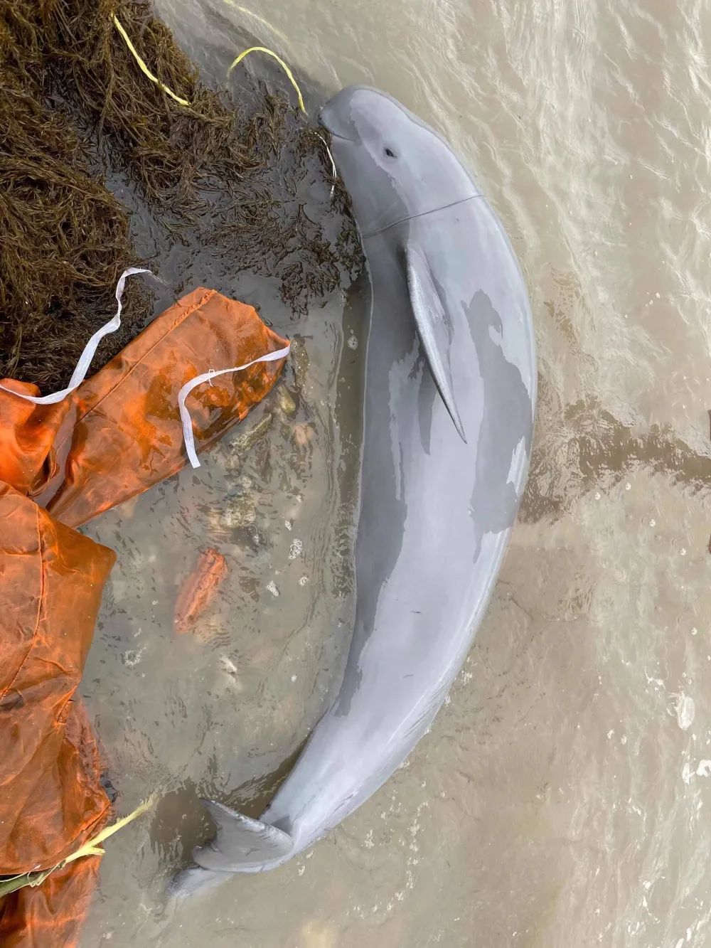 15米长的江豚海边搁浅警民联手解救