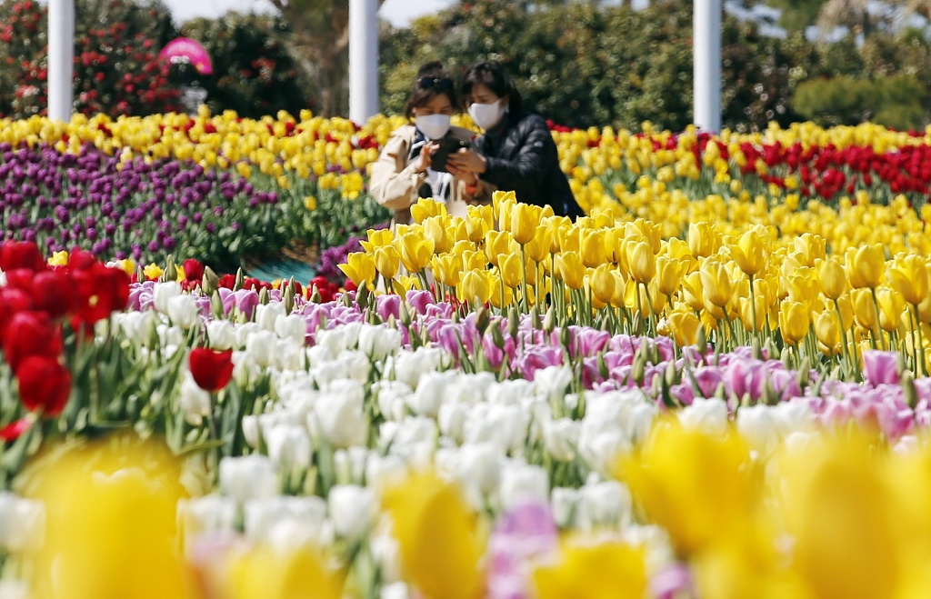 韩国泰安市举行花卉博览会郁金香花海娇艳绽放