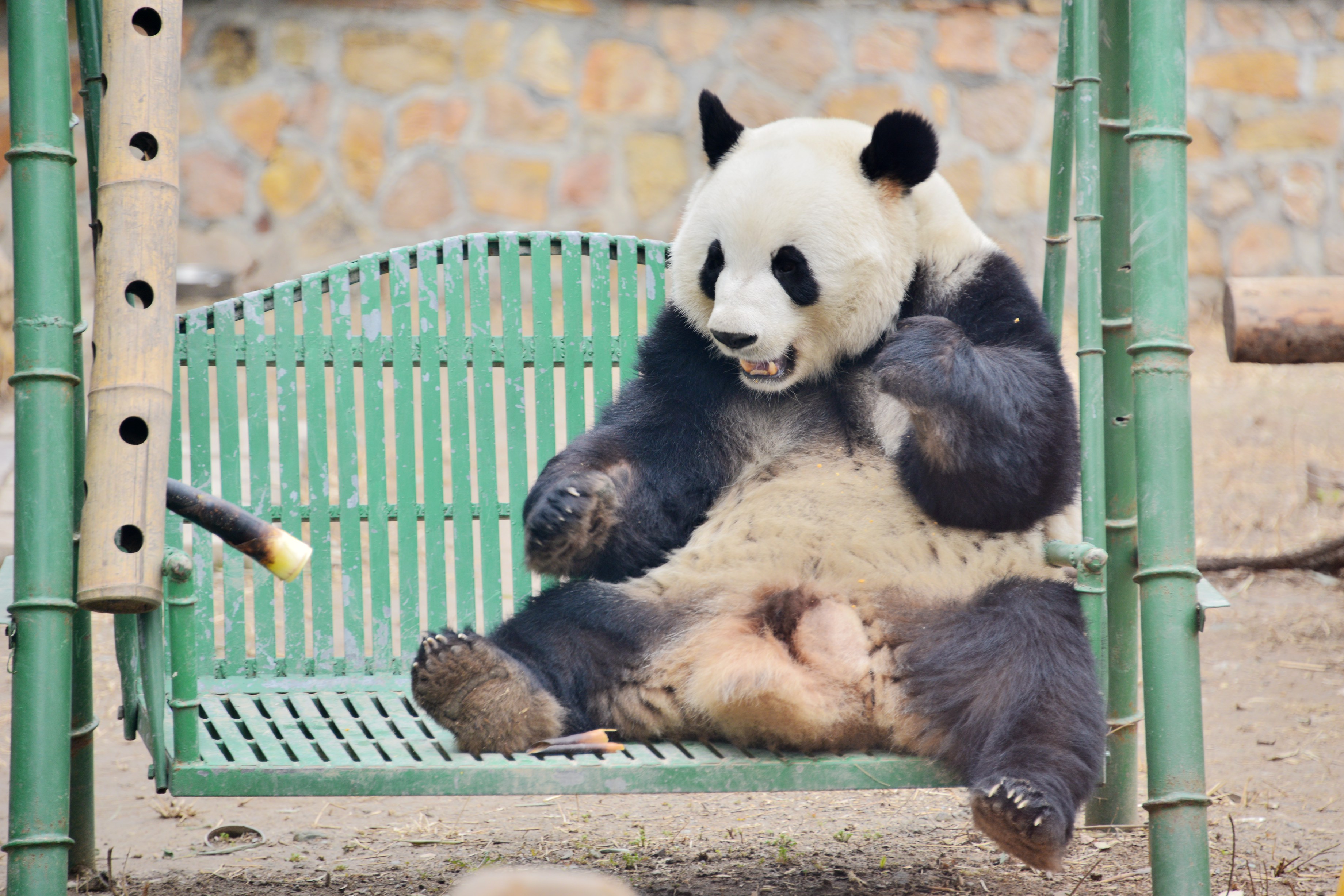 资料图片:2021年3月19日,北京,大熊猫在开心的吃着竹笋点心