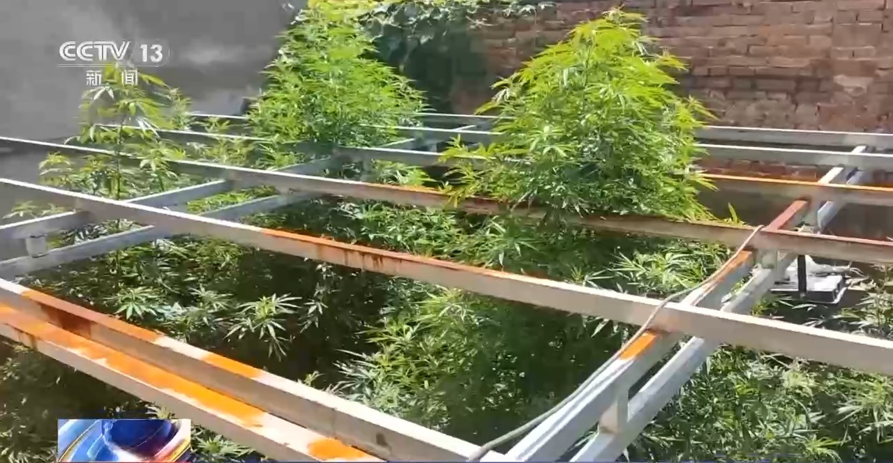 缴获毒品大麻120多公斤!山东一起特大系列制贩毒案告破