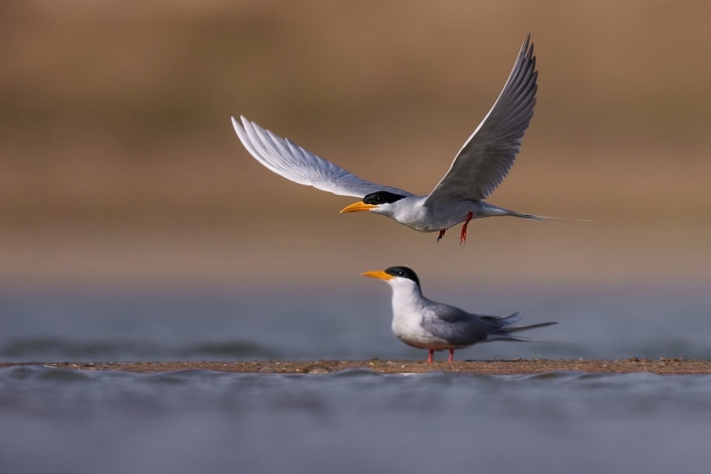 河燕鸥.(马云 摄)