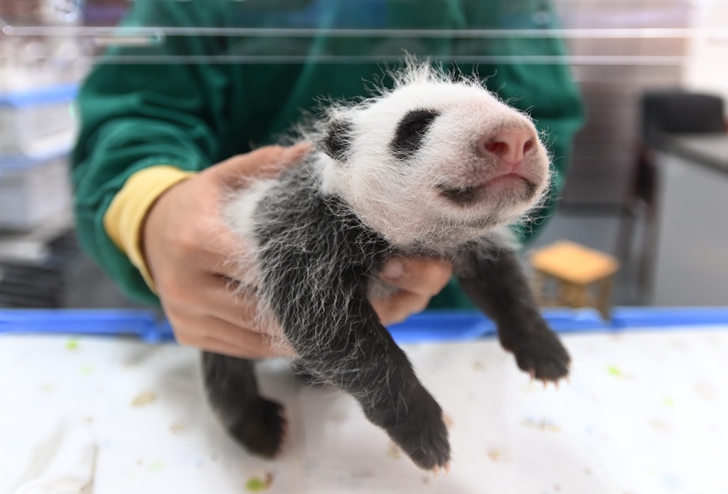 中国大熊猫保护研究中心2021年繁殖大熊猫15胎24崽
