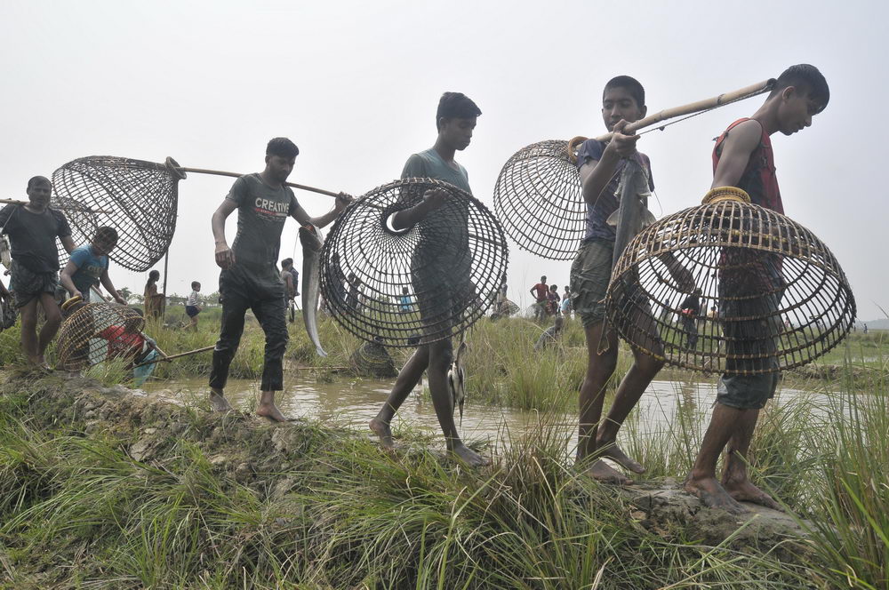 孟加拉国万人下河参加捕鱼节传统渔网怪异抓鱼效率却高