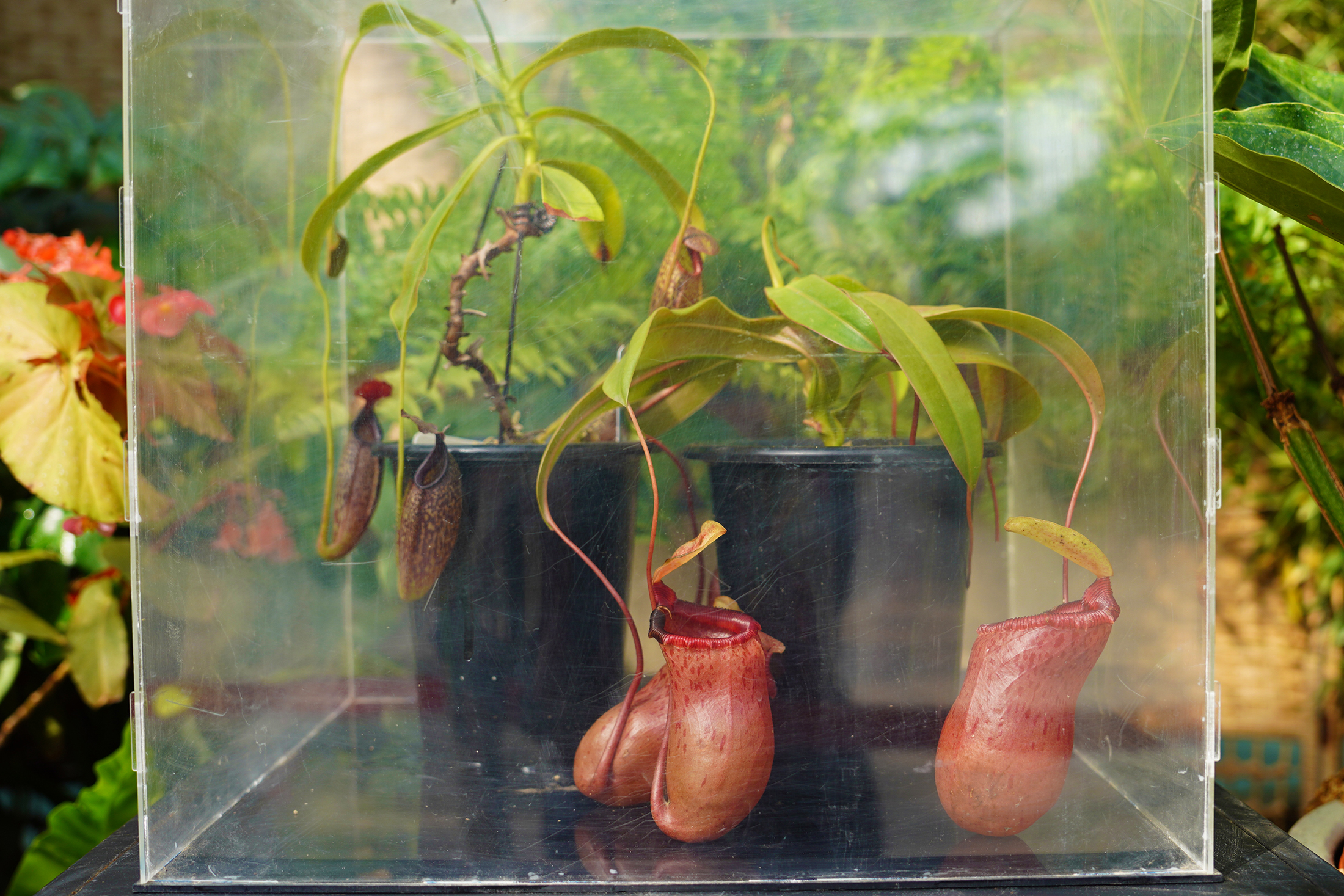 国家植物园揭牌一周年 彰显生物多样性魅力