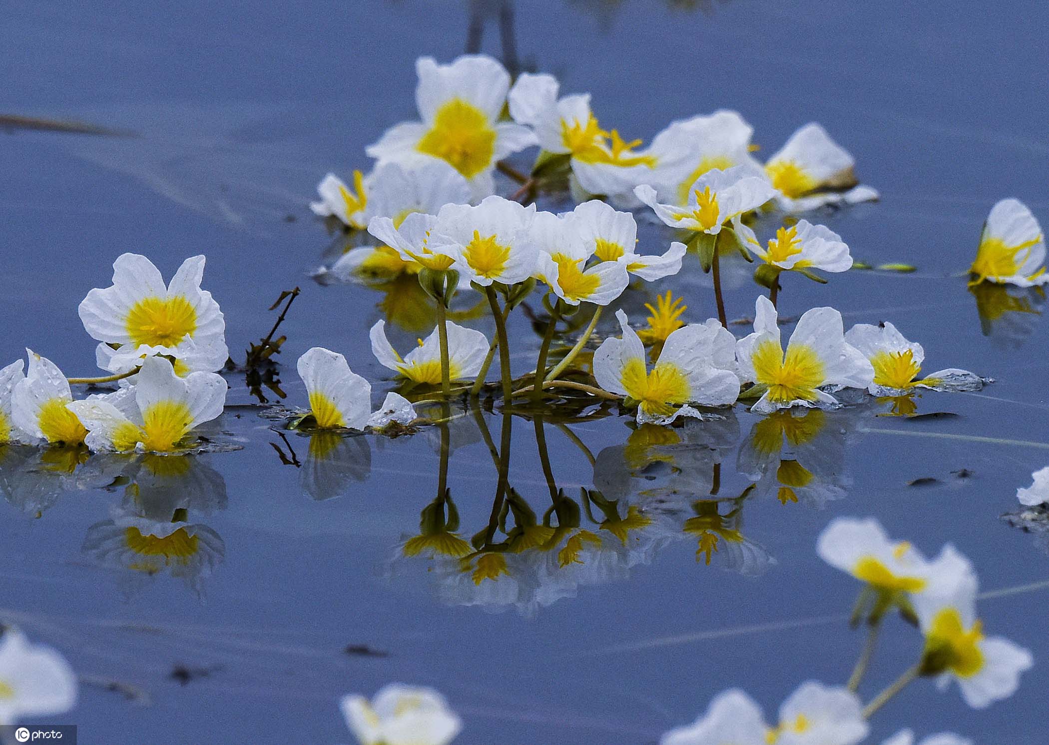 初夏，去大理看美到不可方物的水性杨花 - 知乎