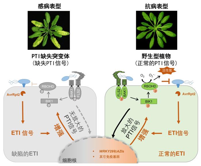 植物两大类免疫系统PTI和ETI协同抗病模型图。右边表示植物能够同时激活两层免疫系统抵抗病原菌的侵染；左边表示PTI免疫系统缺失，不能诱导起正常的ETI免疫反应，从而导致植物感病。中国科学院分子植物科学卓越创新中心 供图