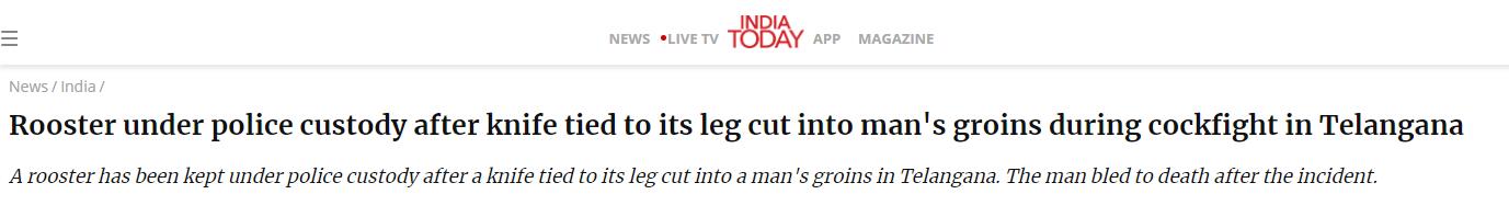 （《今日印度》：在特伦甘纳邦的斗鸡比赛中，一只公鸡腿上绑着的刀片刺入一名男子的腹股沟，这只公鸡随后被警方“拘留”）