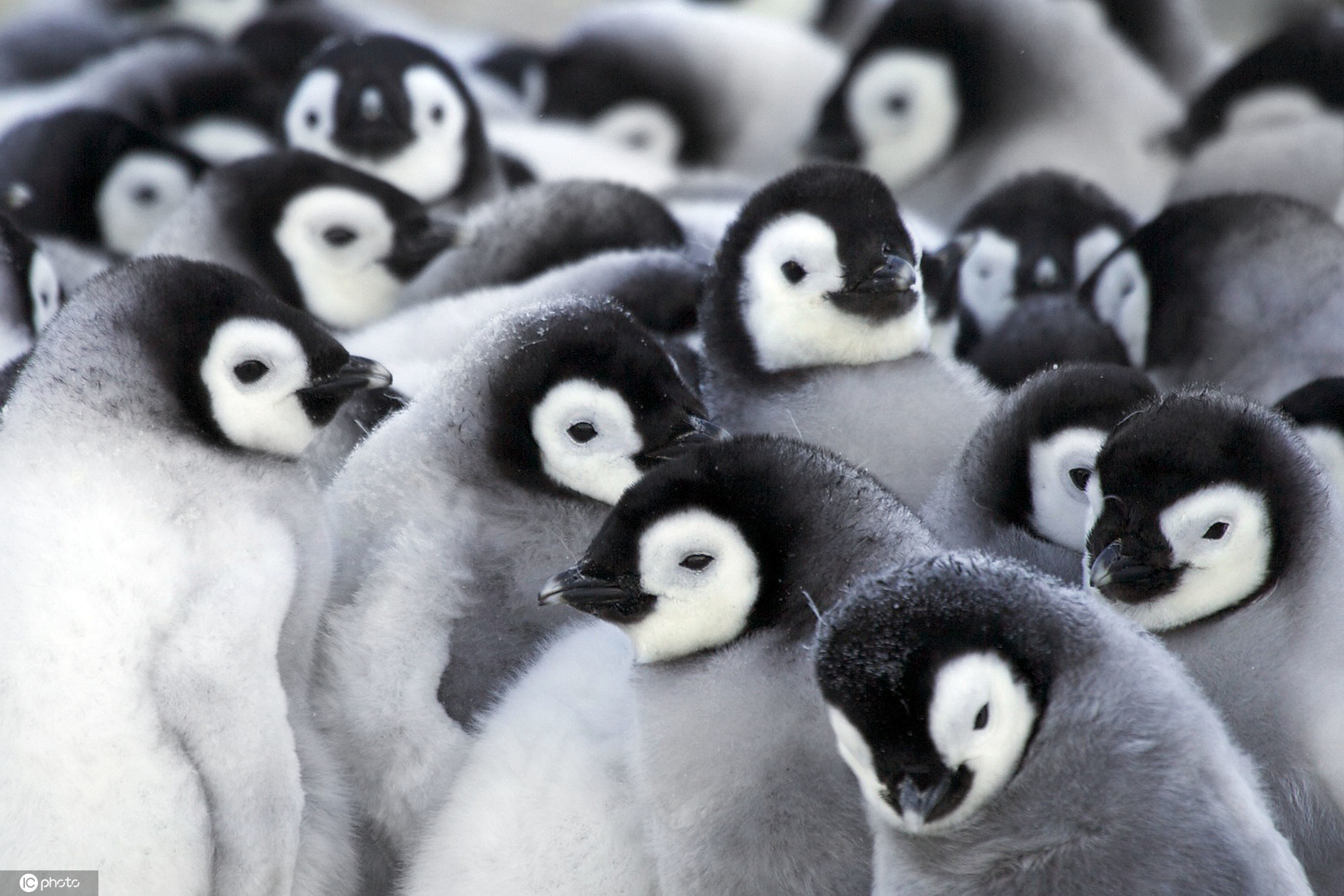 世界企鹅日 一起围观呆头鹅们的搞笑日常！