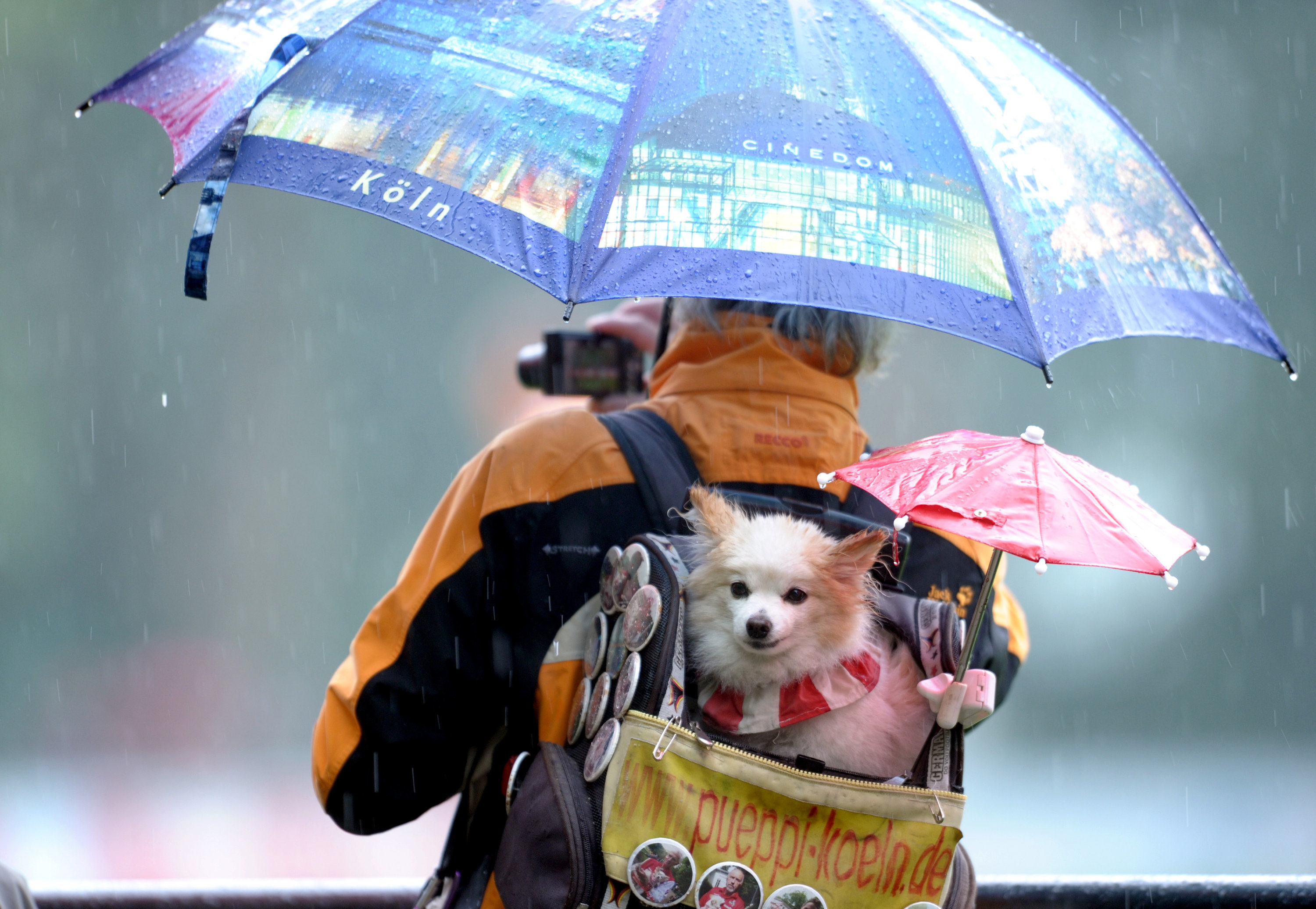 穀雨時節雨紛紛 盤點小動物避雨妙招