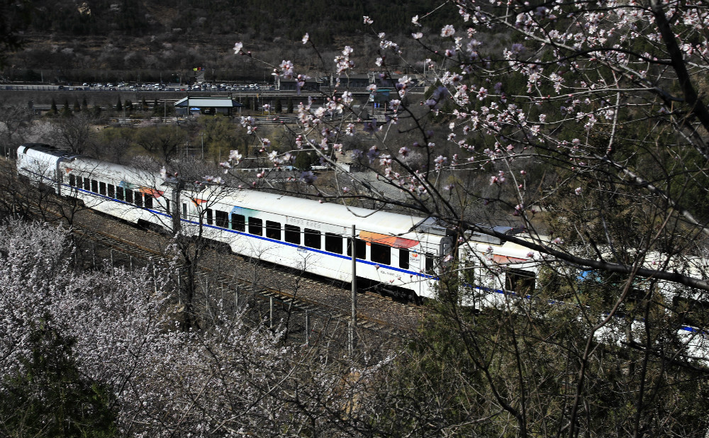 八达岭桃花火车图片