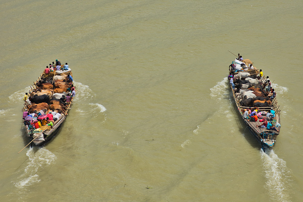 孟加拉超50头牛乘船过河02整齐列队超淡定