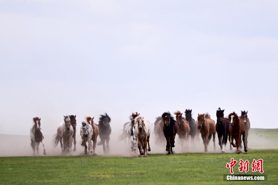 四蹄翻腾长鬃飞扬实拍内蒙古草原上骏马奔腾的壮丽画卷