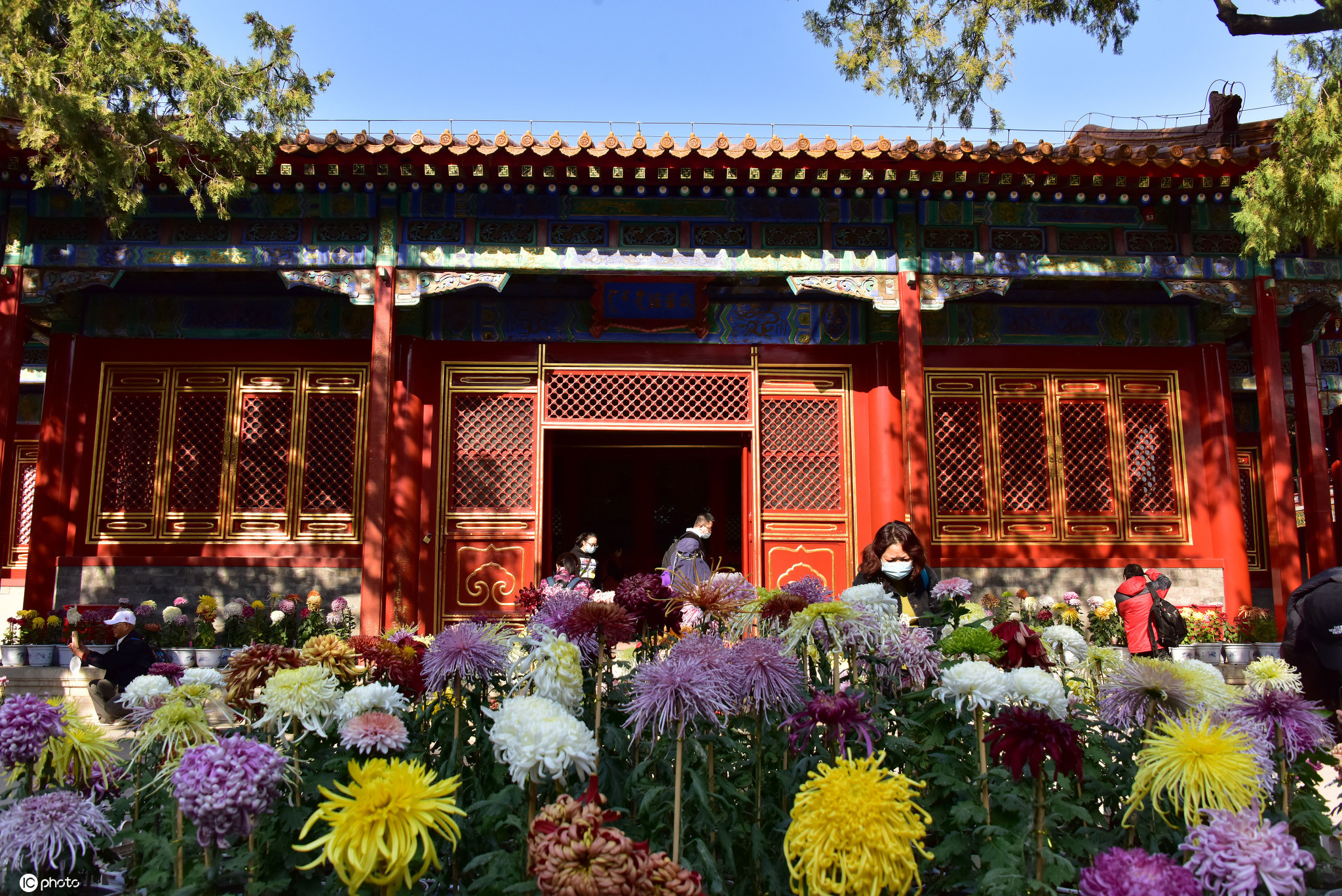 2020年11月4日，北京，在故宫慈宁宫花园摆放着几百盆菊花，让人意外惊喜，故宫博物院秉承宫廷花卉菊花的栽培技艺，宣传菊花历史文化，展示菊花栽培技艺，慈宁花园摆放的几百盆菊花，主要是独本菊，花色涉及黄、红、绿、紫、白、粉、桔7个色系，品种有绿安娜、绿朝云、大红拖桂、墨色、桃红柳绿、白球、继红、国华金童士、胭脂片、独立金秋、秋装妙舞等，菊花展士让游客大饱眼福，其中绿安娜极为吸引眼球。（图源：东方IC）