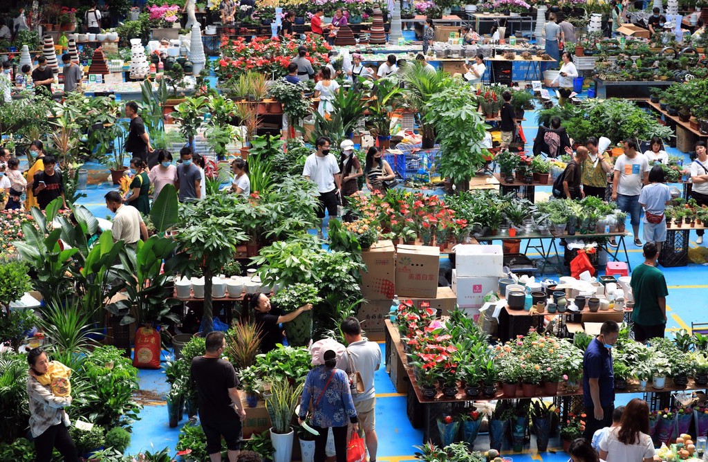 昆明斗南被誉为"亚洲花都",鲜花远销50多个国家和地区.