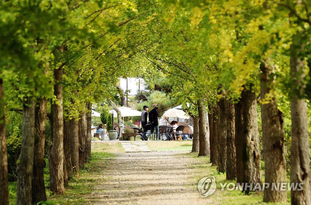 韩国全罗南道 秋色渐浓 银杏泛金