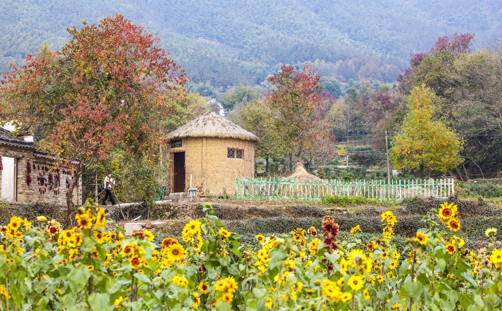 初冬时节 安徽黄山塔川景色美如画