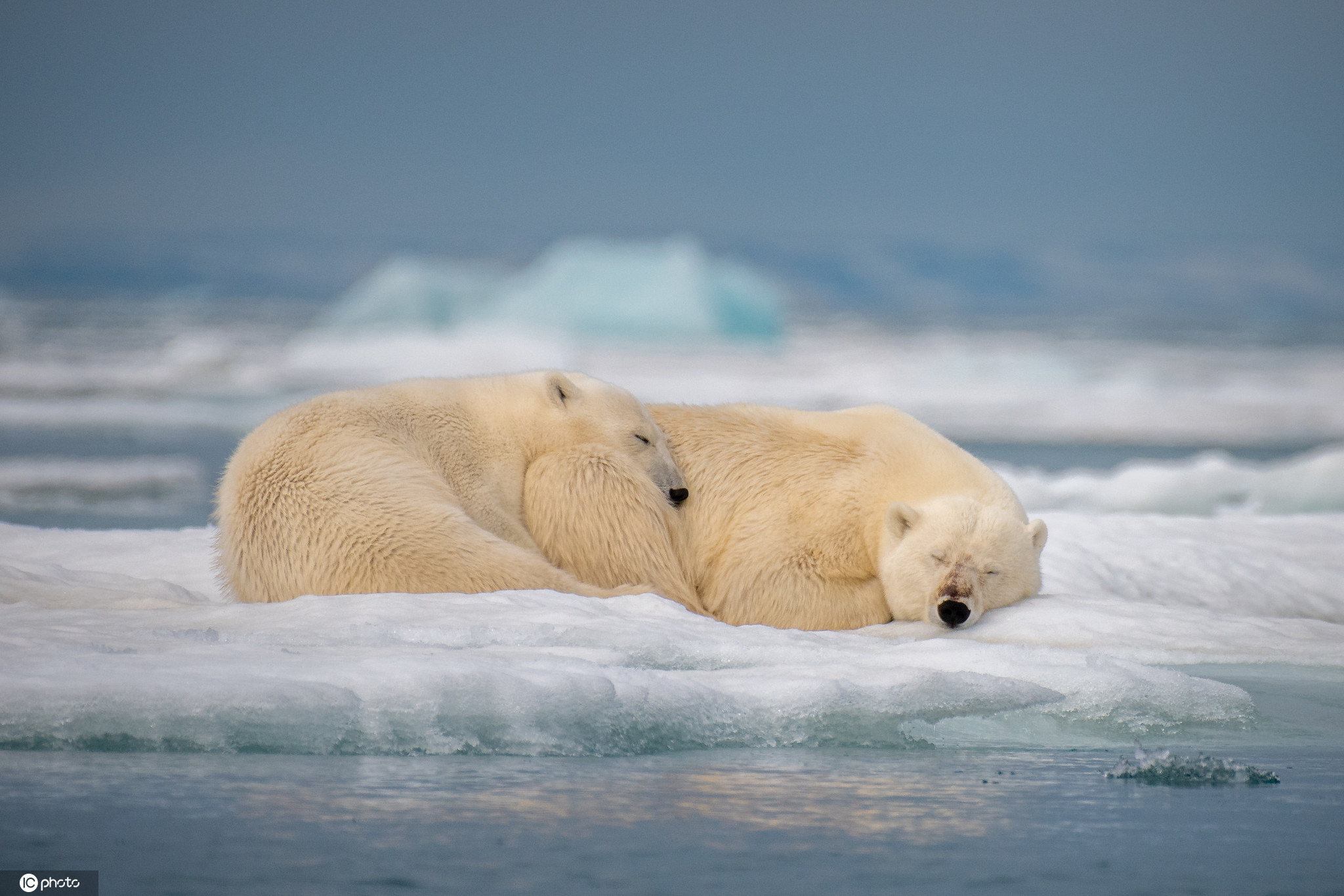 国际北极熊日 看看全球的"冰雪萌主"