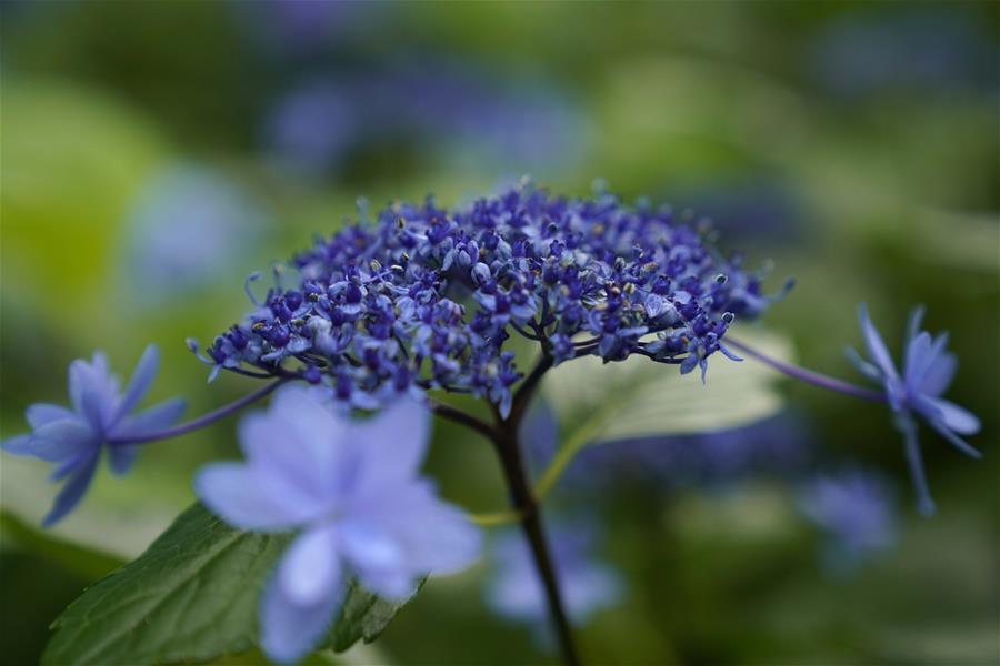 东京丰岛园绣球花盛开