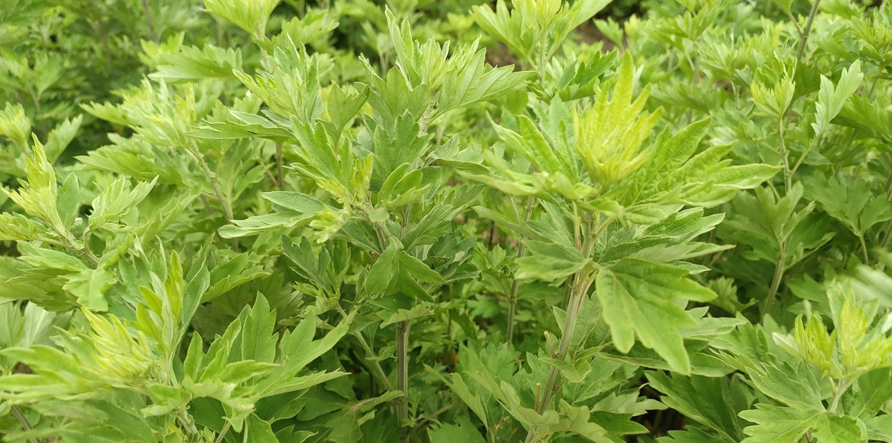 ▲在河南省南阳市,围绕艾草已发展起种植、加工、销售的全产业链,成为家喻户晓的“致富草”。摄影|寻木