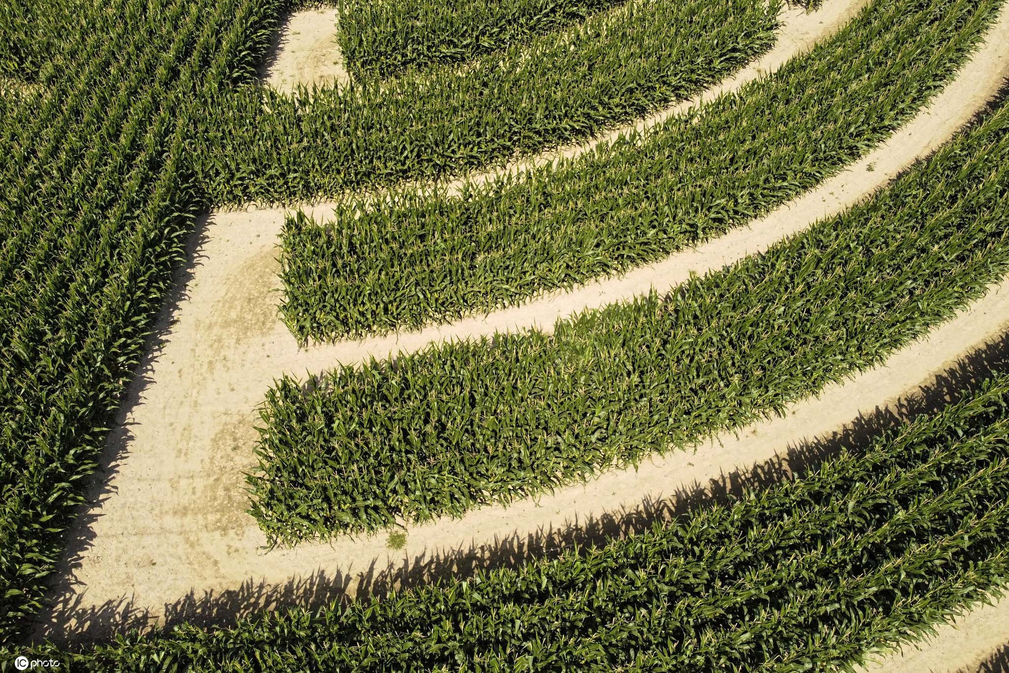 当地时间2020年8月11日,波兰milikowice村庄, 玉米地迷宫航拍图.