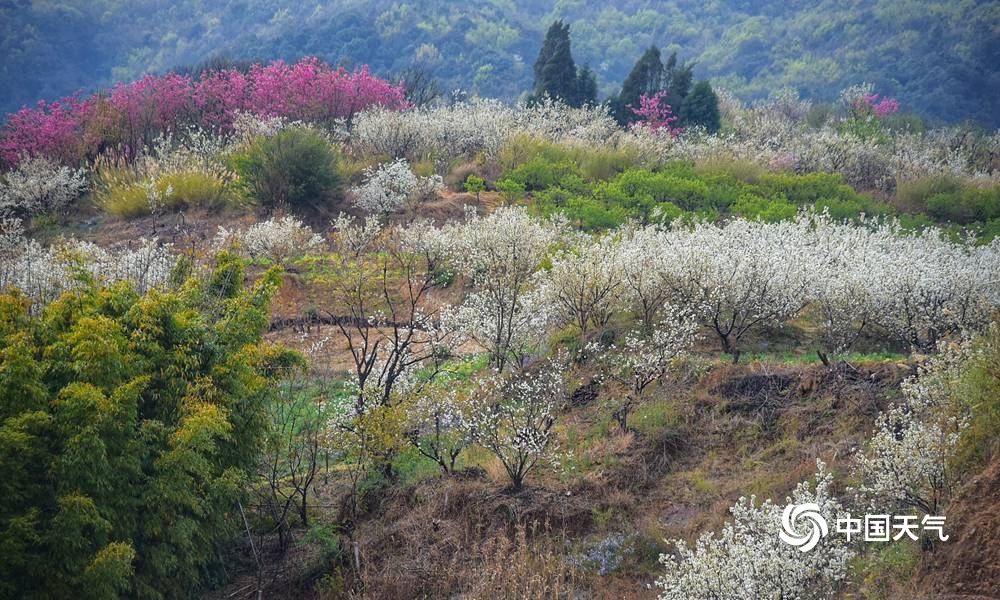 春日花开好 一组图带你领略祖国大地的春日美景