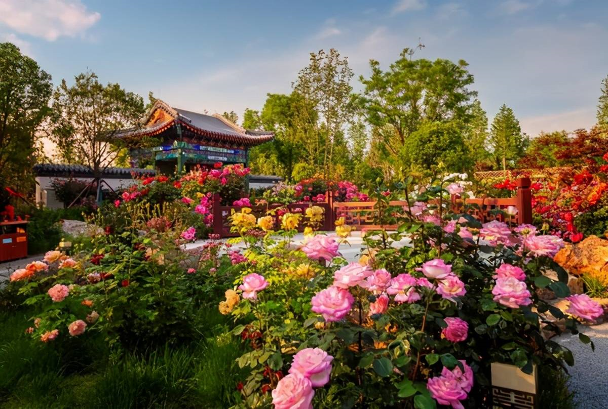 南阳世界月季大观园