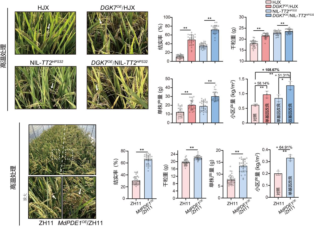 DGK7和MdPDE1高温下保护水稻产量