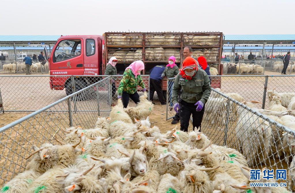 5月14日,在鄂托克前旗三段地农畜产品批发交易市场,商贩准备装运活羊.