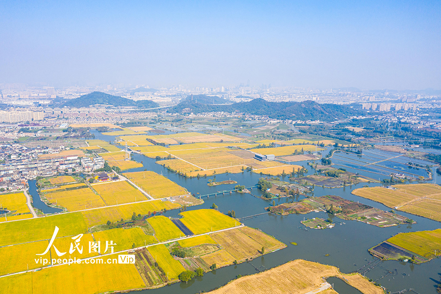 浙江绍兴湿地稻田呈现鱼米之乡秋收美景