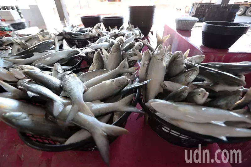 台湾屏东佳冬一家水产分销场12月9日在分销刚捕捞上岸的午仔鱼。图自联合新闻网