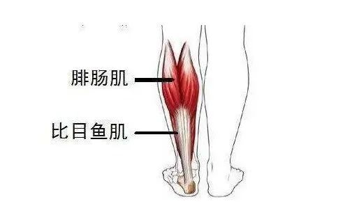 很多芭蕾舞演员小腿肚子看起来明显,就是因为他们的腓肠肌较发达