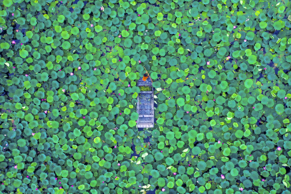 ↑渔民在山东省济宁市微山湖湿地采荷。