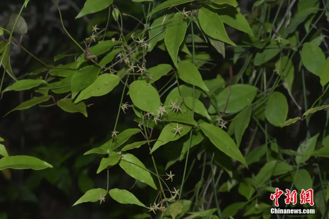 图为重庆五里坡国家级自然保护区新添的植物物种“三峡白前”。周厚林摄