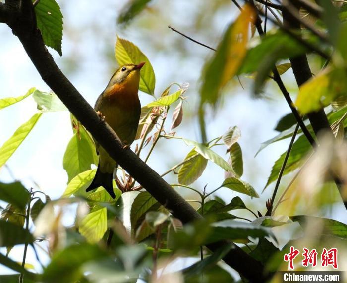 红嘴相思鸟 廖金朋 摄