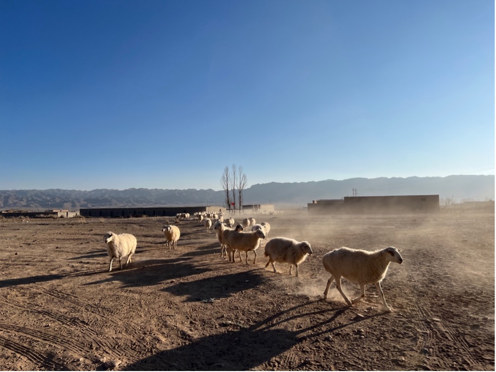 甘肃永昌县红山窑镇毛卜喇村张宏家的羊群回家.小龙|摄