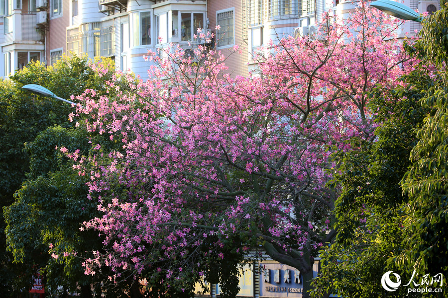 厦门市树 市花图片