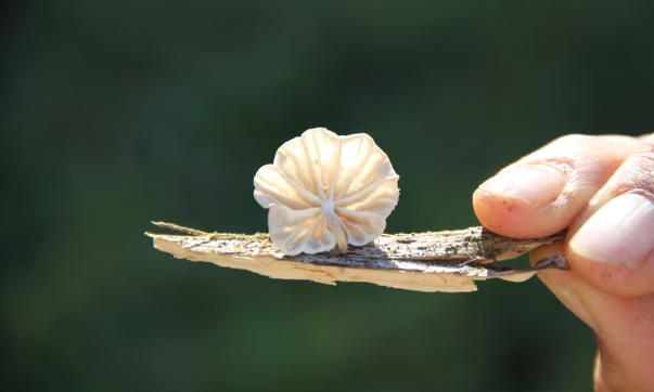 小皮伞菌图片图片