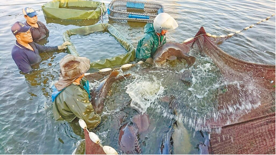 屏东一养殖场以养殖石斑鱼和午仔鱼为主。图自中时新闻网
