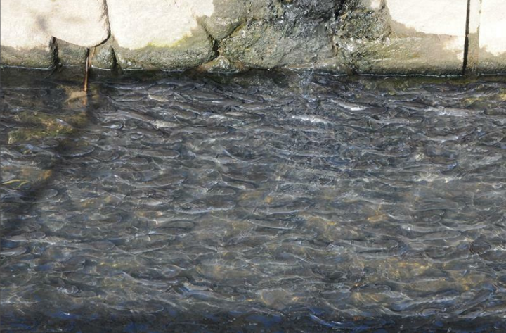 日本一市水渠罕见布满鱼群市民 可能受地震影响 日本一市水渠罕见布满鱼群市民 可能受地震影响