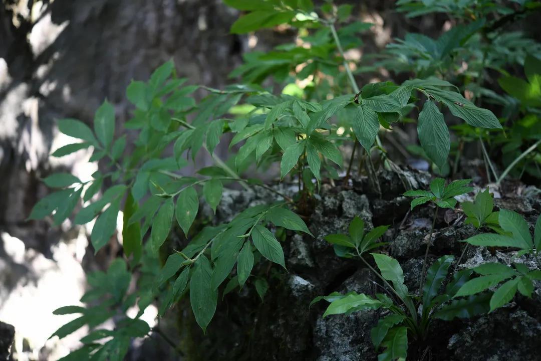 雲南植物寶庫又添一姜西雙版納發現植物新種灰巖姜