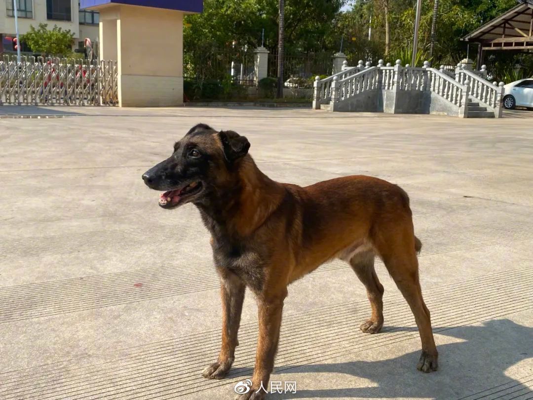 1年5个月出生年月:2021年8月品种:马犬性别:公姓名:巴特退役搜救犬