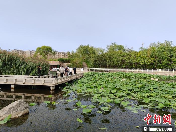 新疆库尔勒市杜鹃河湿地公园已种植万余株乔木灌木及大量的水生植物。(中新网记者 王小军 摄)